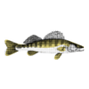 Zander
